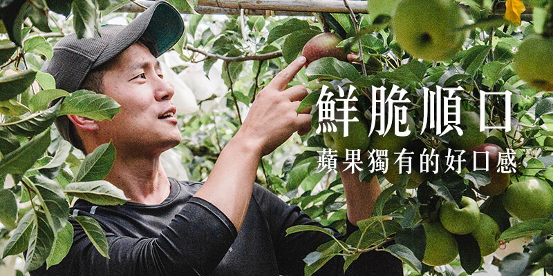 無毒農 蘋果 小農 金冠 蜜蘋果 清脆 香氣 網購 台灣 甜美 無毒 有機 安心 水果 友善環境 支持小農