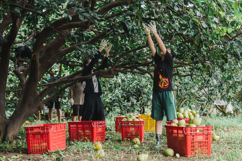 無毒農 友善環境 5012 小農 文旦 老欉 柚子 麻豆 台南 紅文旦 白柚 無毒 有機 安心 水果