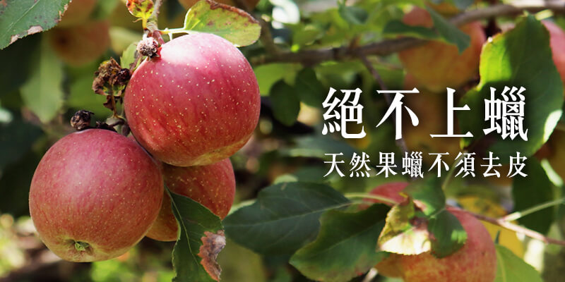 無毒農 蘋果 小農 紅惠 花惠 蜜蘋果 清脆 香氣 網購 台灣 甜美 無毒 有機 安心 水果 友善環境 支持小農