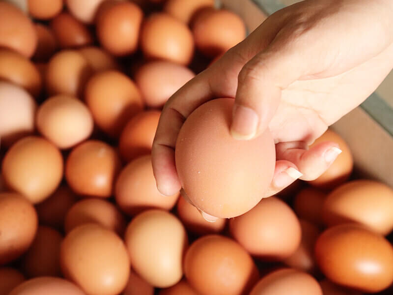 景御,雞蛋,紅殼雞蛋,無抗生素