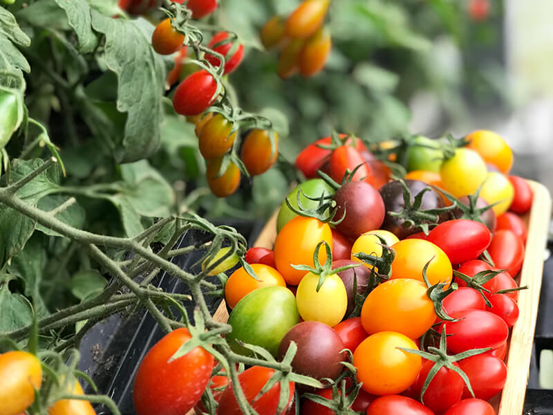 御品果園,彩色小番茄,彩虹小番茄