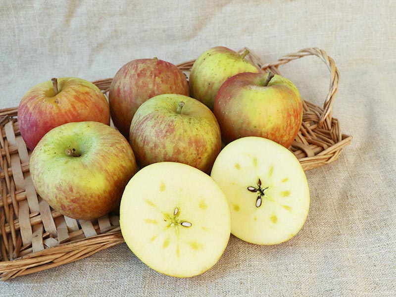 蜜蘋果,蘋果,榮興果園,無毒水果,紅蘋果,蜜腺,結蜜,無毒農,水果,水果禮盒,送禮,自然農法,梨山
