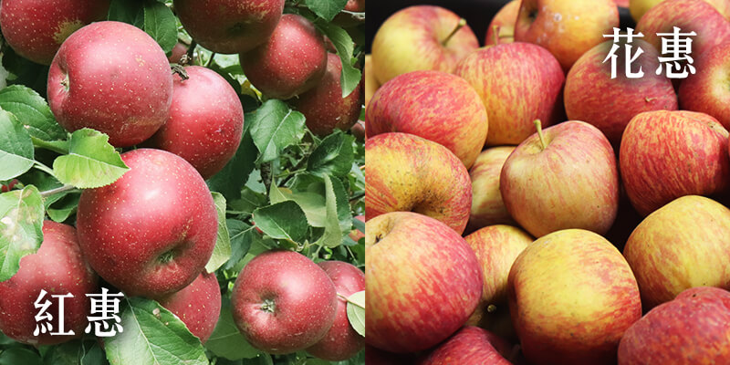 蘋果,蜜蘋果,無毒農,大禹嶺,紅蘋果,無毒,小農,水果,產地直送,品種,蜜腺