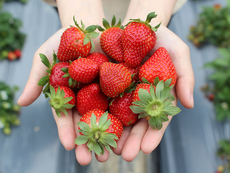 草莓,有機,香水草莓,無毒農,甜點