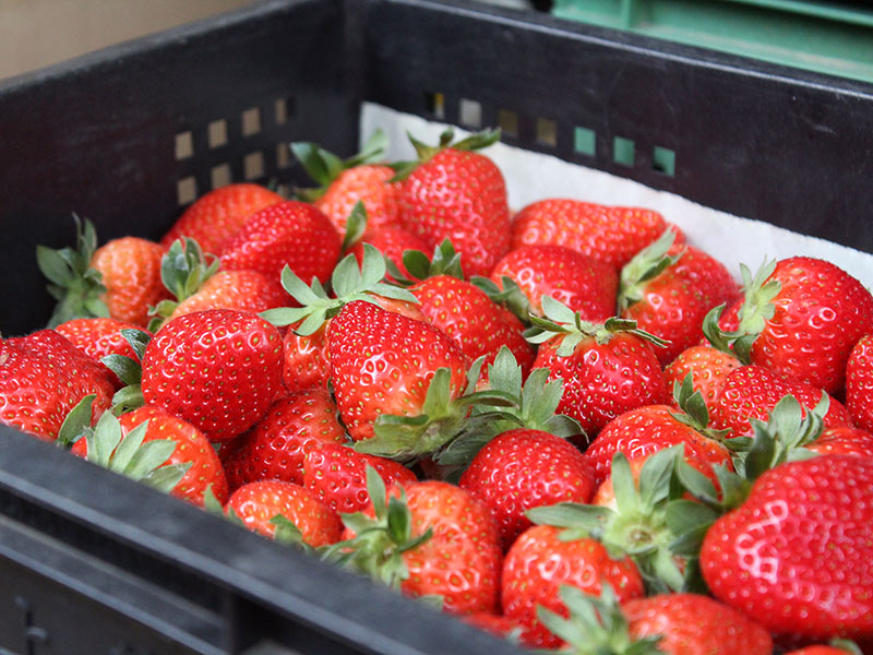 草莓,有機,香水草莓,無毒農,甜點