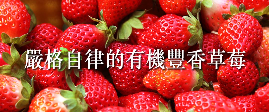 草莓,有機草莓,豐香草莓,草莓甜點,無毒農,小農,有機