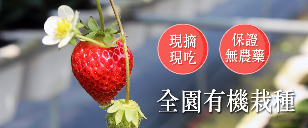 草莓,有機草莓,豐香草莓,草莓甜點,無毒農,小農,有機