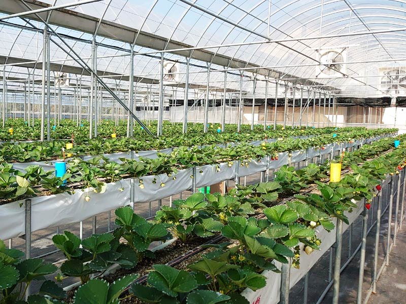 草莓,無毒農,溫室,有機草莓,小農