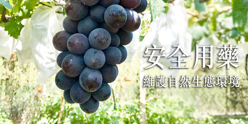 葡萄,巨峰葡萄,古月葡萄,購買,推薦,小農,無毒農