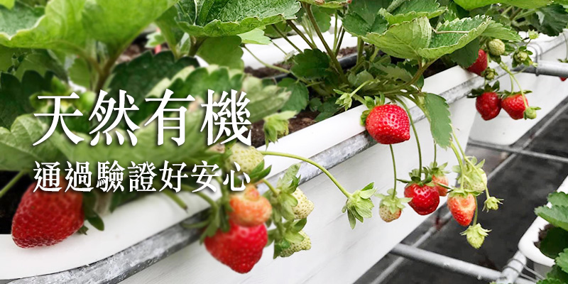 草莓,有機草莓,竹青亭,香水草莓,新竹,有機