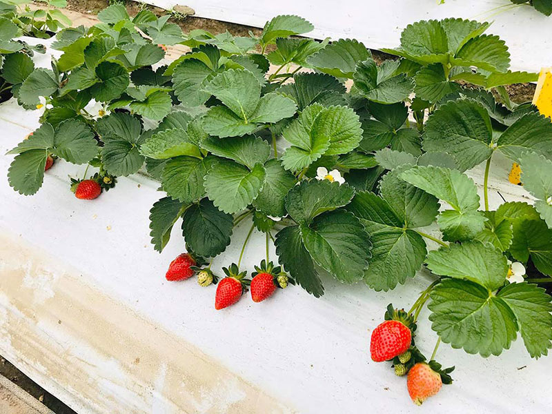 草莓,有機草莓,竹青亭,香水草莓,新竹