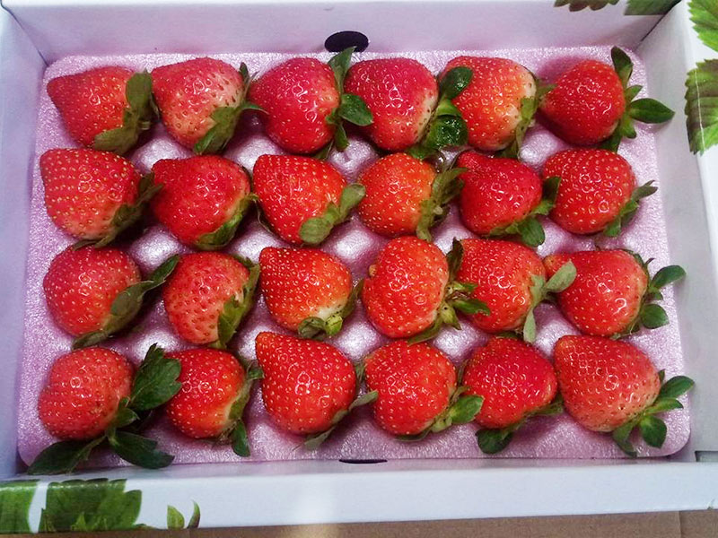 草莓,有機草莓,香水草莓,新竹,好姬會