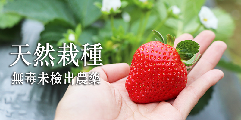 草莓,無毒草莓,天藍,無農藥,網購,推薦,無毒農,水果,無農藥草莓