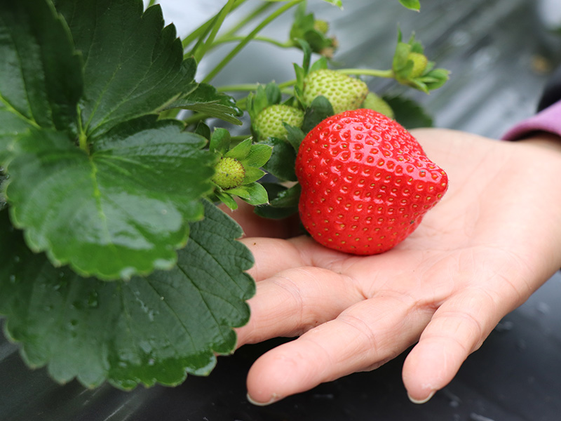 草莓,無毒草莓,天藍,無農藥,網購,推薦,無毒農,水果,無農藥草莓