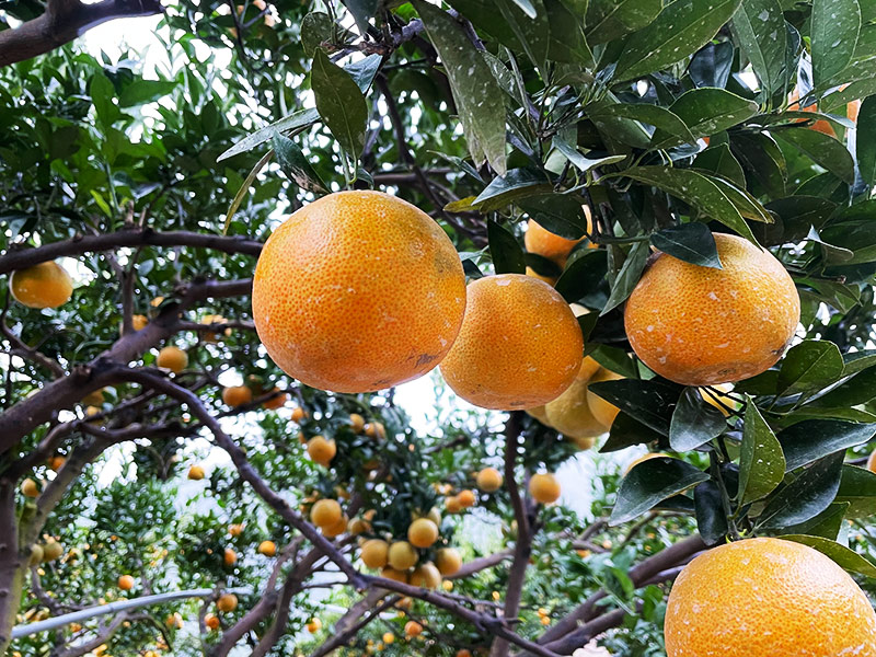 天然橘果園