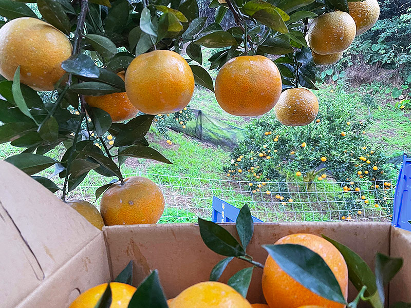 天然橘果園的桶柑