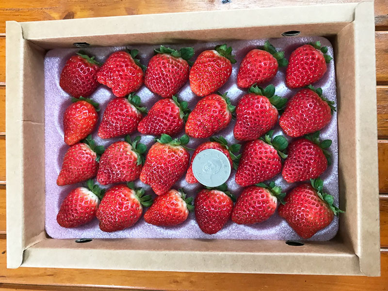 草莓,有機草莓,優雪,嘉義