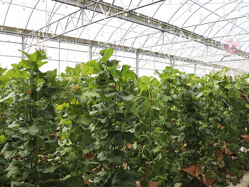 溫室直立式栽種哈密瓜