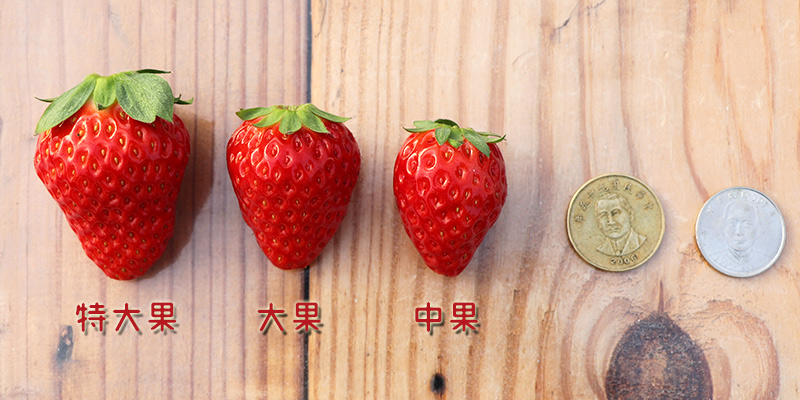 沐光農場的紅顏草莓尺寸大於50元硬幣