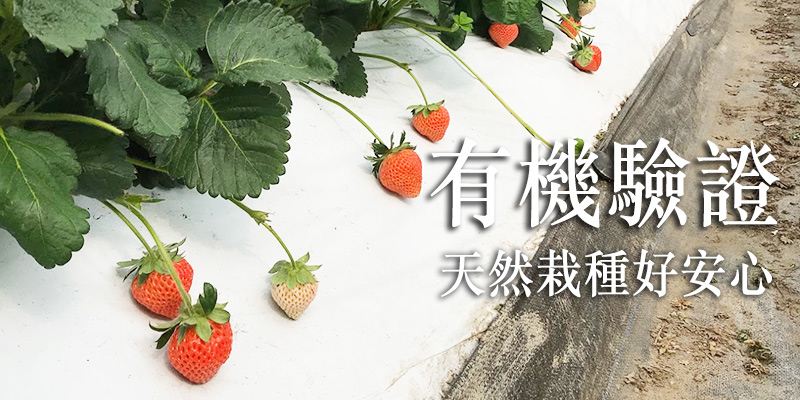 草莓,有機草莓,水蜜桃草莓,竹青亭,有機,網購,推薦,無毒農,水果,新竹,桃薰