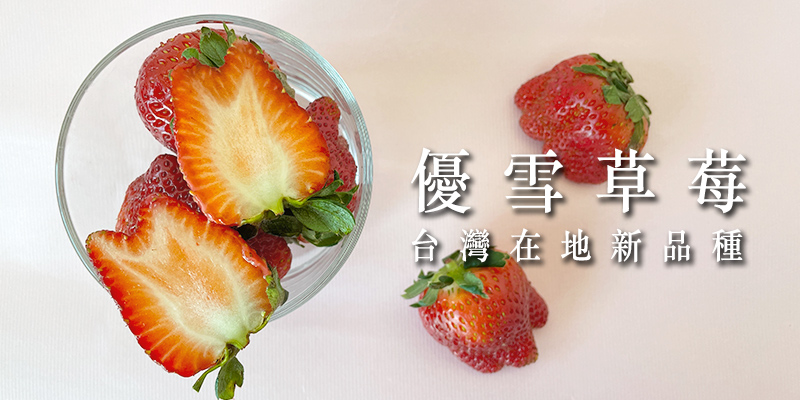 新品種優雪草莓