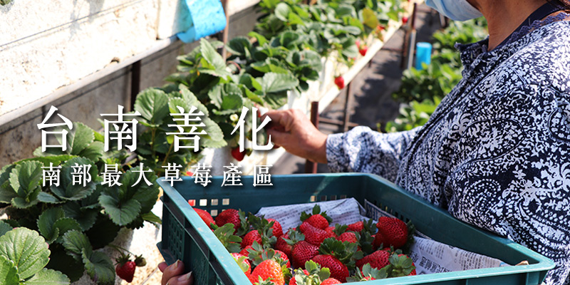 台南善化：南部最大草莓產區