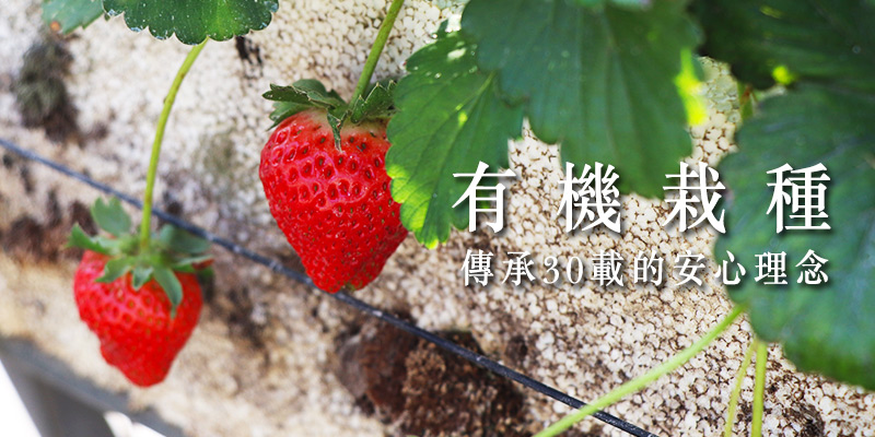 台南善化大安有機草莓園