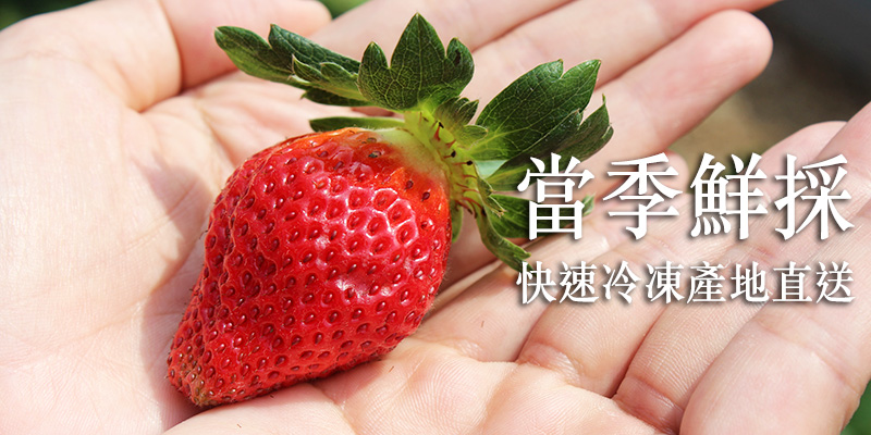 草莓,有機草莓,苗栗,豐香草莓,豐香,網購,推薦,冷凍草莓