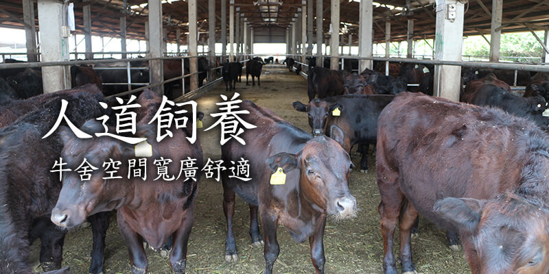 台灣安格斯黑牛
