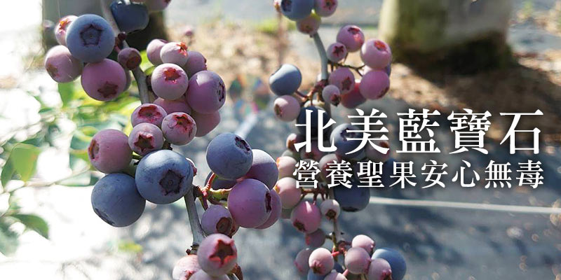 台灣藍莓