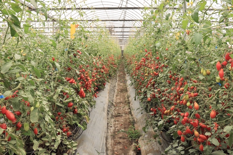 番茄,玉女小番茄,購買,產地直送