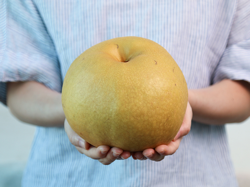 寶島甘露梨是近年台灣培育出的新品種，果實渾圓扁胖，表皮呈黃褐色，果肉細緻、清甜多汁，因碩大的果實而得名。