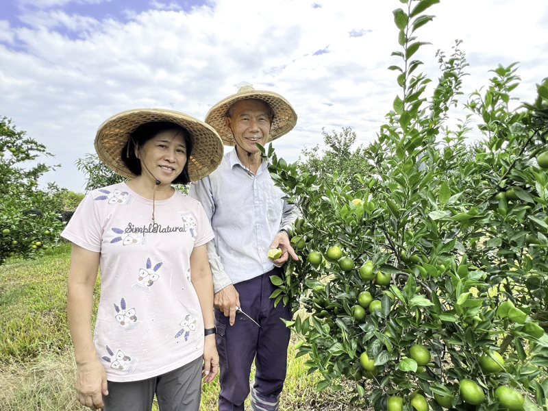 位於台南鹽水的阿澤果園，夫妻倆原本就是農家子弟，對務農的興趣一直存在，於是在退休後回到鄉間種植帝王柑。