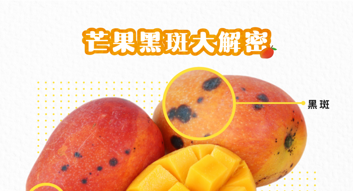 盧家愛文芒果：在台灣大家想到芒果，第一個想到的一定是「愛文芒果」。在屏東枋山的愛文芒果，是首先登場的愛文芒果。果型飽滿，熟成後果實紅艷、果肉甜而不膩、香氣濃郁，讓人一吃就停不下來！