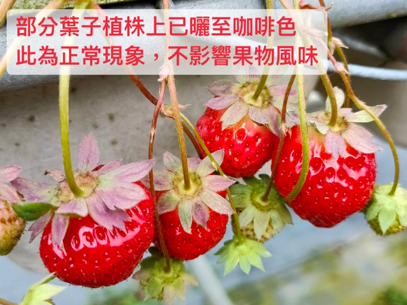 鴨子草莓園堅持只種植最難種的無毒「有機豐香草莓」，因為豐香草莓香氣最濃、風味最好，最多人喜歡！鴨子草莓全園有機栽種，完全不使用農藥與化肥，可以安心吃下肚！